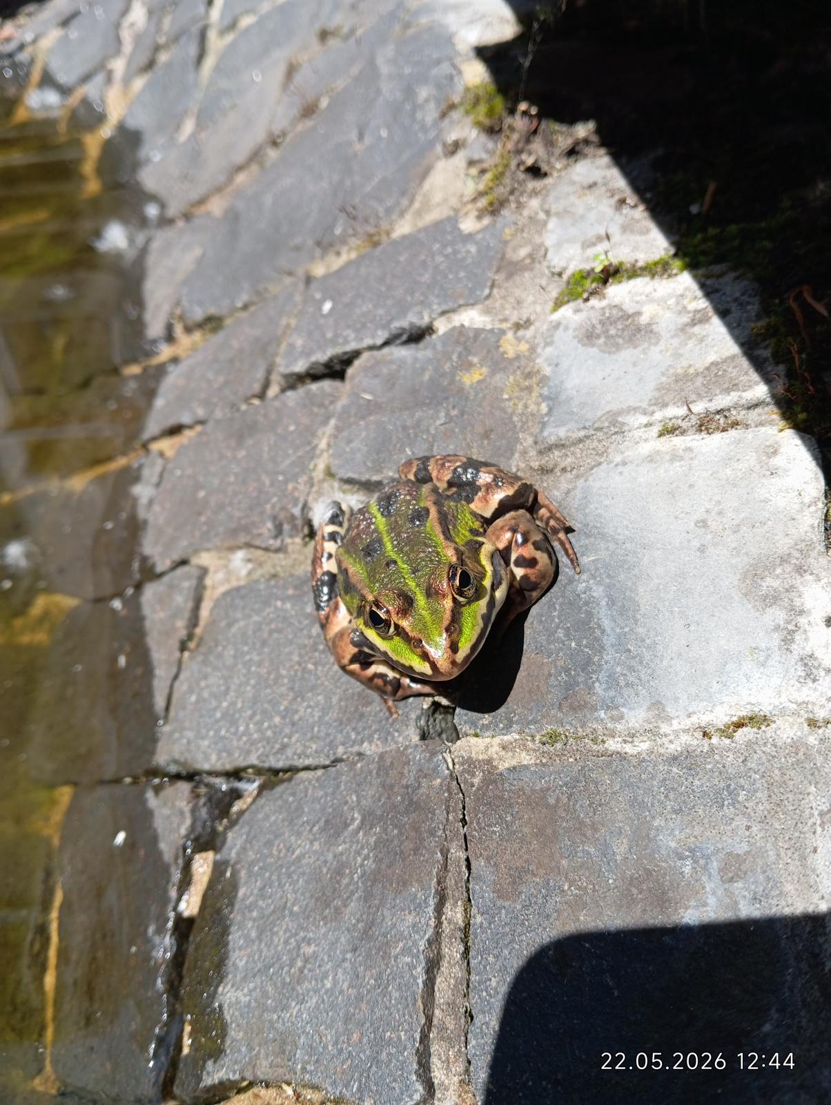Teichbewohner Frosch odaN